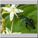 Oedemera nobilis - Scheinbockkaefer m01.jpg